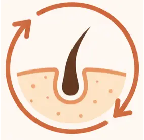 Hair follicle illustration representing the foundations of hair growth